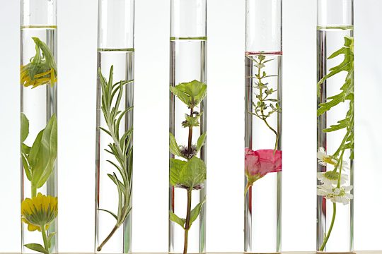solution of medicinal plants and flowers solution of medicinal plants and flowers - Decorative Objects-flowers on test tubes